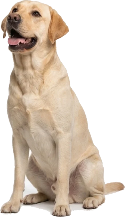 Perro labrador sentado